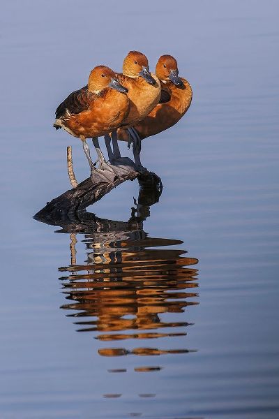 Jones, Adam 아티스트의 Trio of female Black-bellied whistling ducks and their reflection-Lake Apopka Wildlife Drive작품입니다.